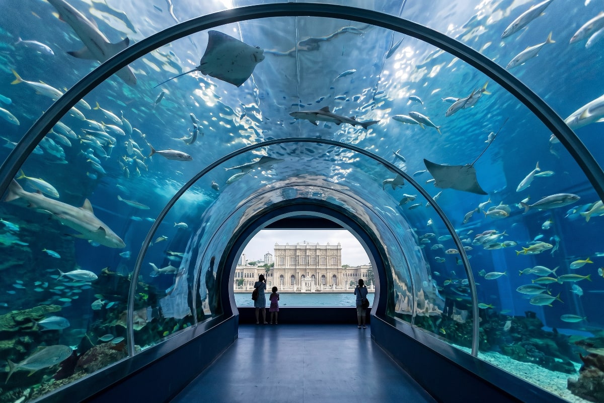 The Istanbul Aquarium: A Fascinating Underwater Journey Nearby